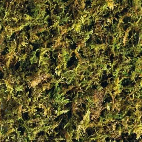 - Degradable pet feces bagExo Terra Forest Moss Tropical Terrarium Reptile Substrate - Degradable pet feces bagExo Terra Forest Moss Tropical Terrarium Reptile Substrate