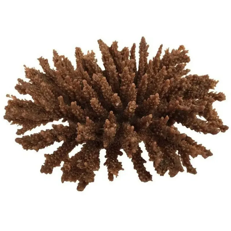 - Pet tear stain cleaning wipesWeco Products South Pacific Coral Tabletop Ornament