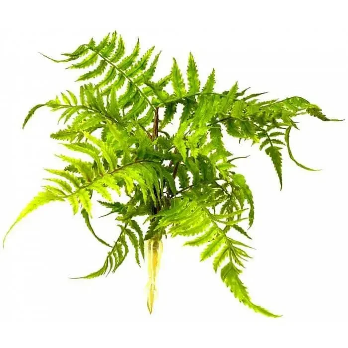 - ​​Pet toys under    yuanBoston Fern Nephrolepis Exaltata Terrarium Decor