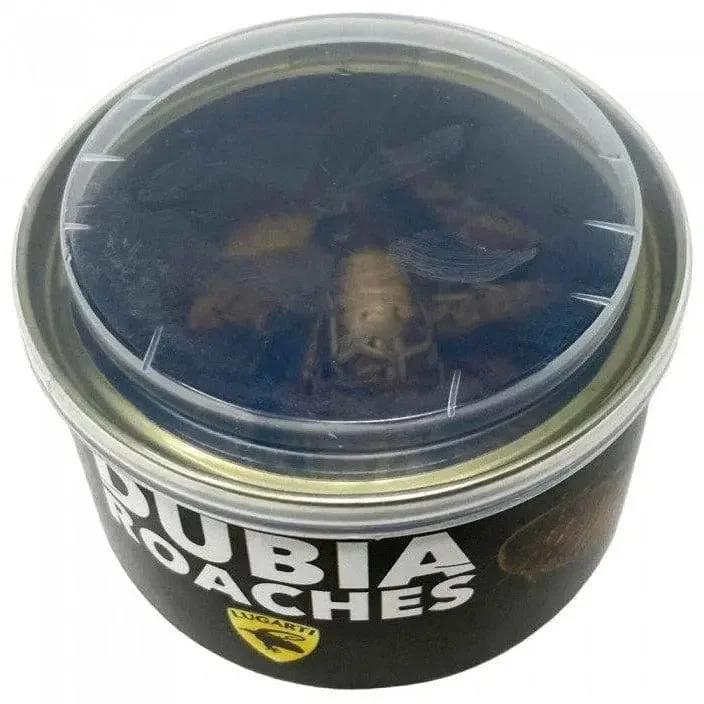 - Rabbit grass rack to prevent waste food boxCanned Reptile Food Dubia Roaches