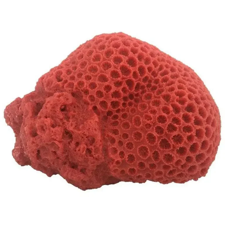 - Dog heart rate monitoring collarWeco Products South Pacific Coral Brain Ornament