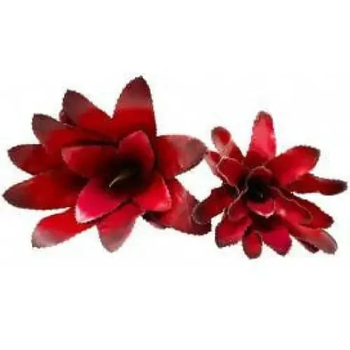 ---bromeliads Plants Enclosure Decor Tank Decoration Habitat Aquarium Accessories